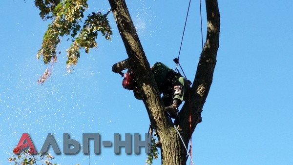спил деревьев Нижний Новгород