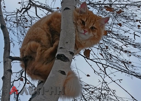 снять кошку с дерева