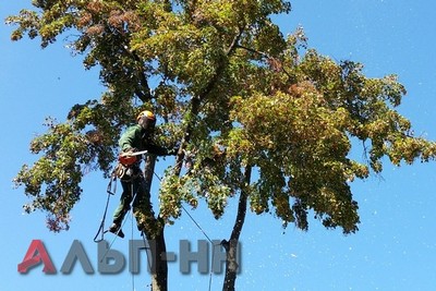 Обрезка деревьев Нижний новгород