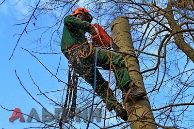 Спилить дерево по частям Нижний Новгород